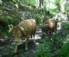 Running of cows
